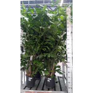 Caryota mitis