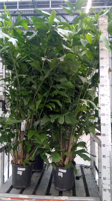 <h4>Caryota mitis</h4>