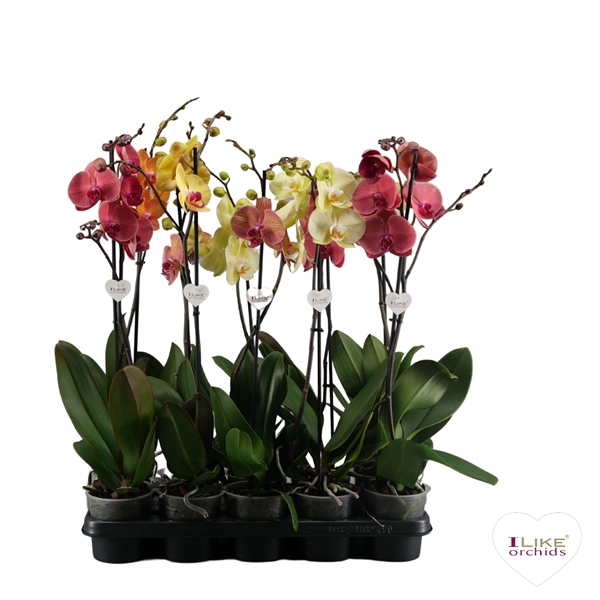 <h4>Phalaenopsis geel/oranje - 1 tak 80cm</h4>