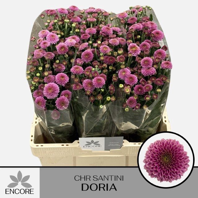 <h4>CHR S AAA DORIA</h4>