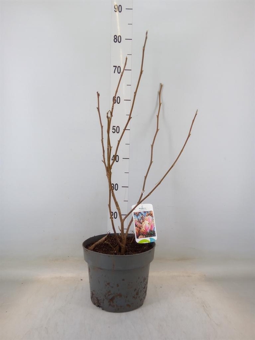 <h4>Magnolia soulang.</h4>