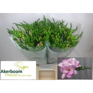 Freesia du Honeymoon