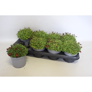 Saxifraga x arendsii Red