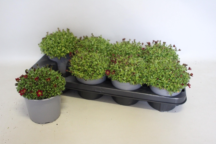 <h4>Saxifraga x arendsii Red</h4>