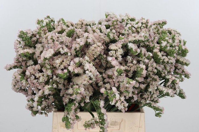 <h4>Lim S Apri Sun Birds</h4>