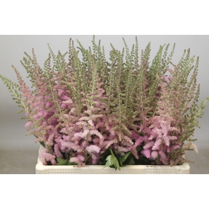 Astilbe Glitter And Glamour