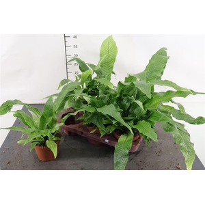 Microsorum 12 Cm. P. Crocodyllus