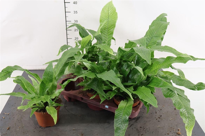 <h4>Microsorum 12 Cm. P. Crocodyllus</h4>