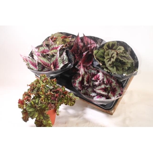 Begonia rex mix 13Ø 25cm