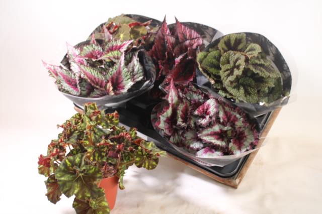 Begonia rex mix 13Ø 25cm