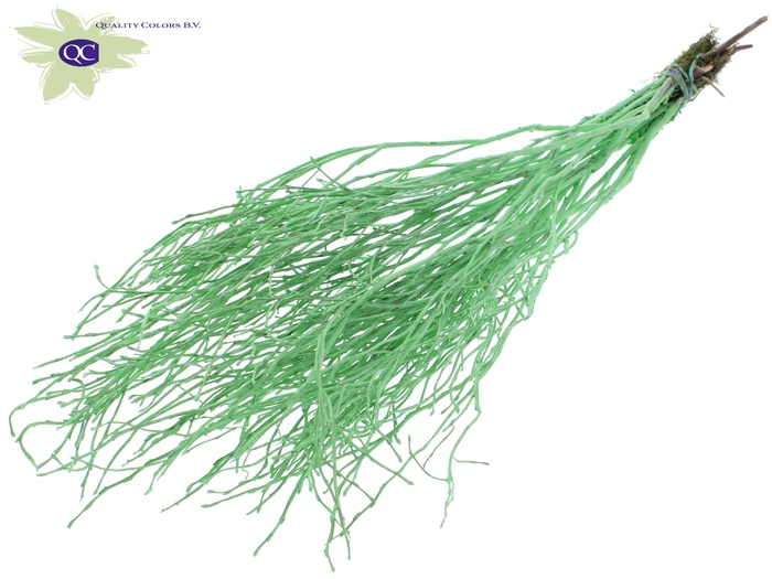 Huckelberry per bunch Mint Green