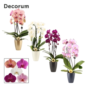 Phalaenopsis cascade 2 tak mix in Carly met kerstbal (Neo Archit