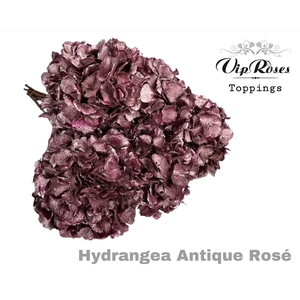 DRIED HYDRANGEA ANTIQUE ROSE