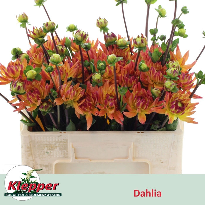 <h4>DAHL KARMA CORONA</h4>
