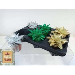 ECHEV PAINTED GASTERALO MIX P8.5