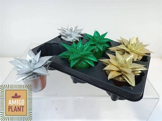 <h4>ECHEV PAINTED GASTERALO MIX P8.5</h4>