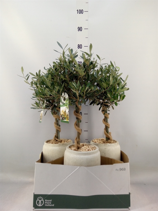 <h4>Arr.   Tuinplanten H%</h4>