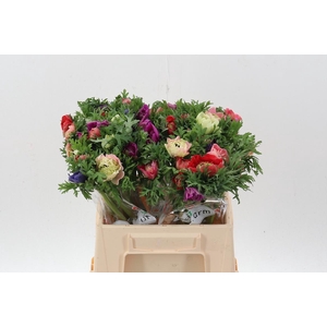 Anem Levante Gemengd