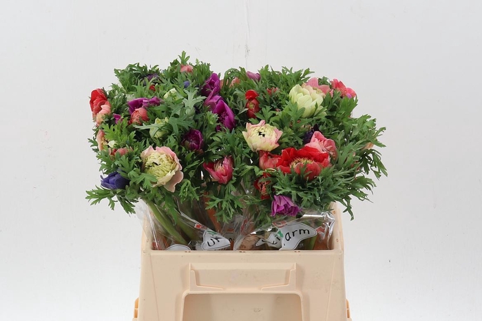 <h4>Anem Levante Gemengd</h4>