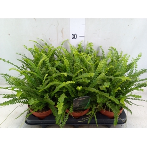 Nephrolepis cord. 'Duffii'