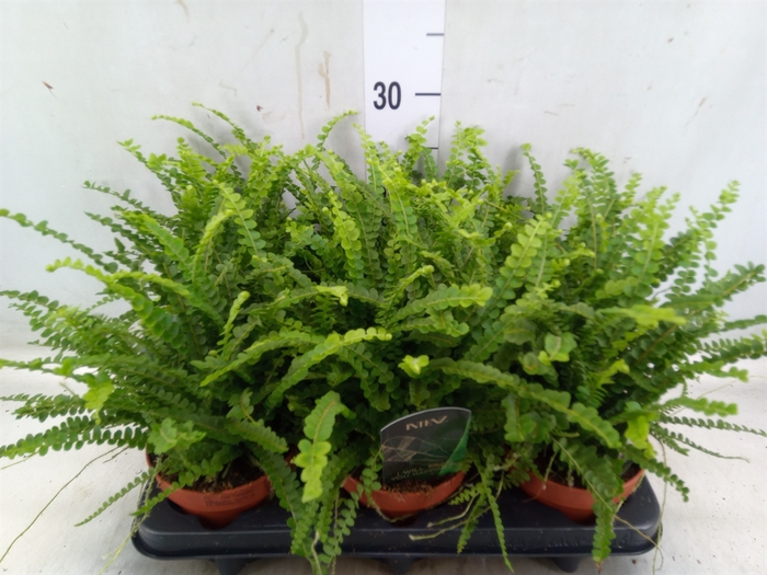 <h4>Nephrolepis cord. 'Duffii'</h4>