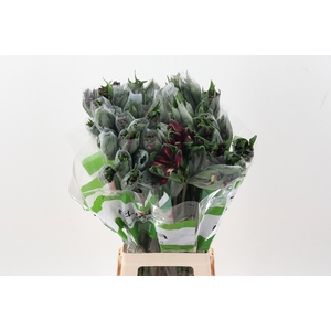 Alstr Velvet Queen Fu