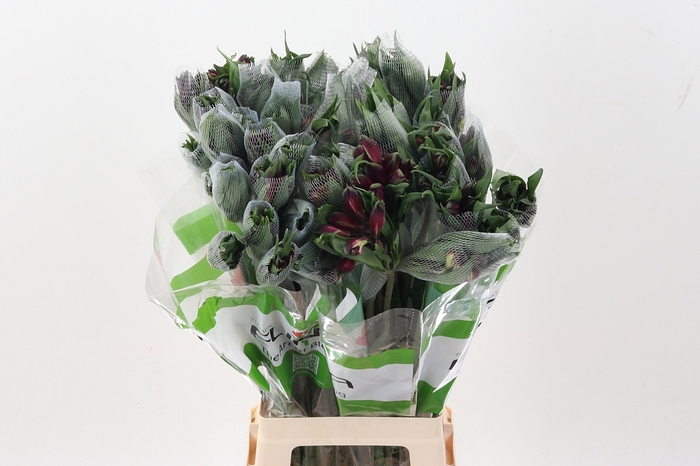 <h4>Alstr Velvet Queen Fu</h4>