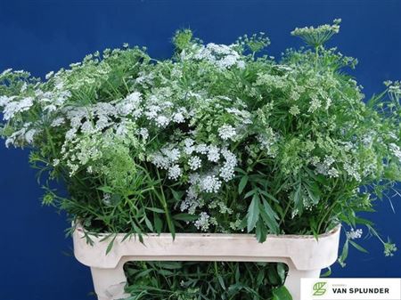 <h4>Ammi Majus</h4>