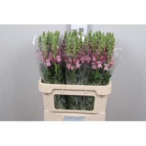 Antir Poto Lavender