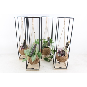 arr3 Kokoplant - Hang bol frame x8