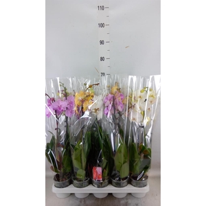 Phalaenopsis   ...mix