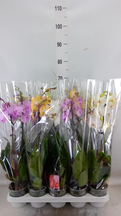 <h4>Phalaenopsis ...mix</h4>