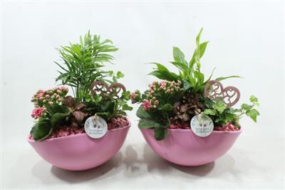 <h4>SC05 EYLEEN PINK</h4>