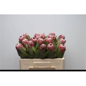 PROTEA CARNIVAL