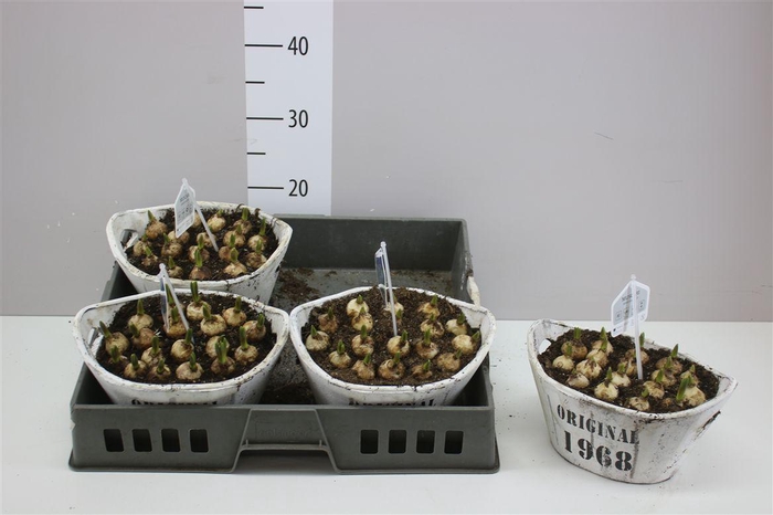 <h4>Arr Muscari In Houten Tobbe</h4>