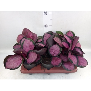 Calathea roseopicta 'Crimson'