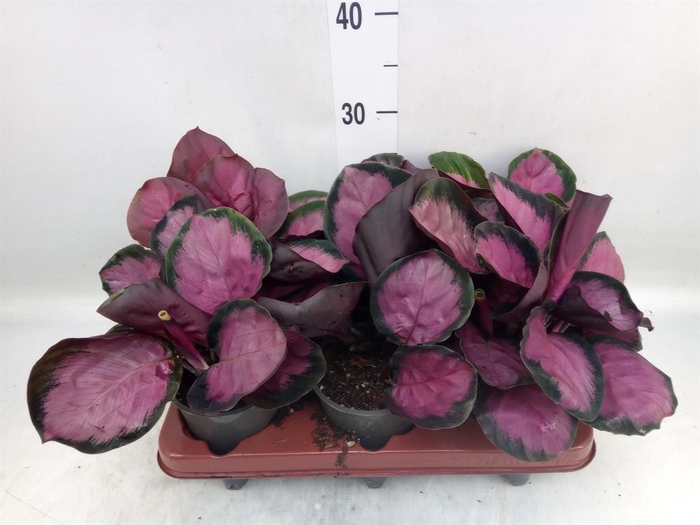 <h4>Calathea roseopicta 'Crimson'</h4>