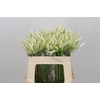 Nerine White Charm