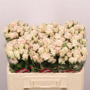 R Tr Royal Porcelina Extra Jangwani