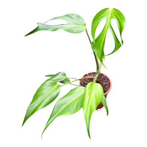 Monstera Burle Marx Flame