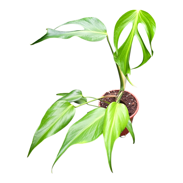 <h4>Monstera Burle Marx Flame</h4>