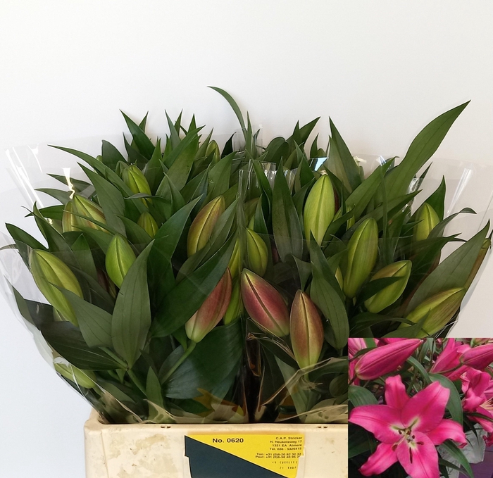 <h4>LI OT CORVETTE</h4>