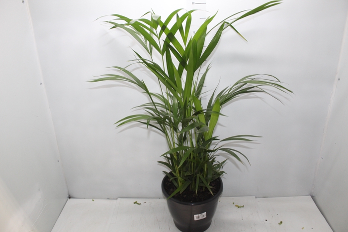 <h4>ARECA BAMBU P24</h4>