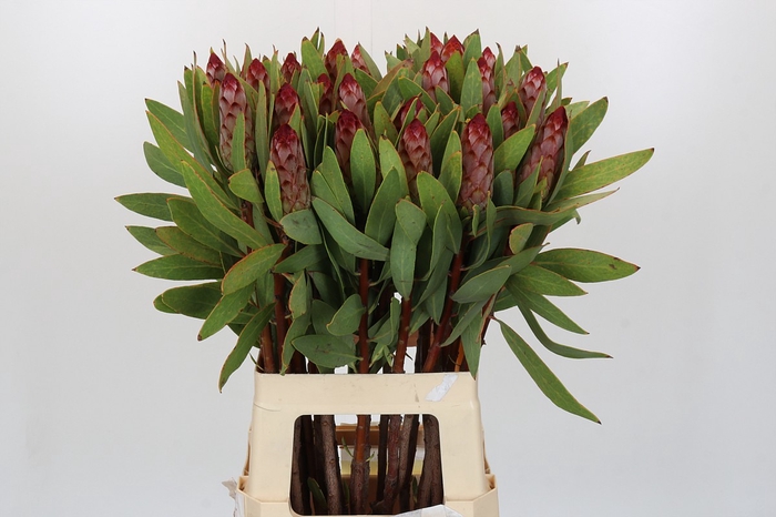 <h4>Protea Robijn</h4>