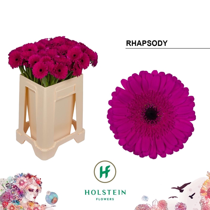 <h4>GE MI RHAPSODY</h4>