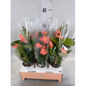 Anthurium andr. 'Livium Orange'