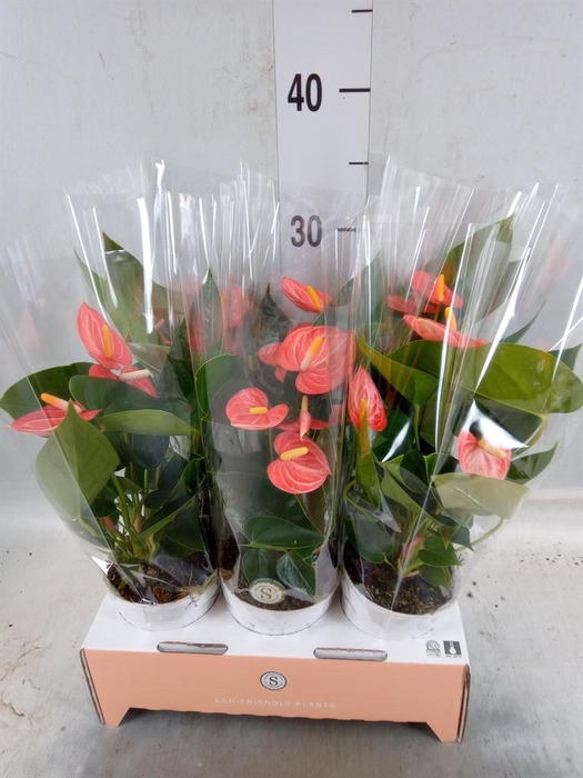 <h4>Anthurium andr. 'Livium Orange'</h4>