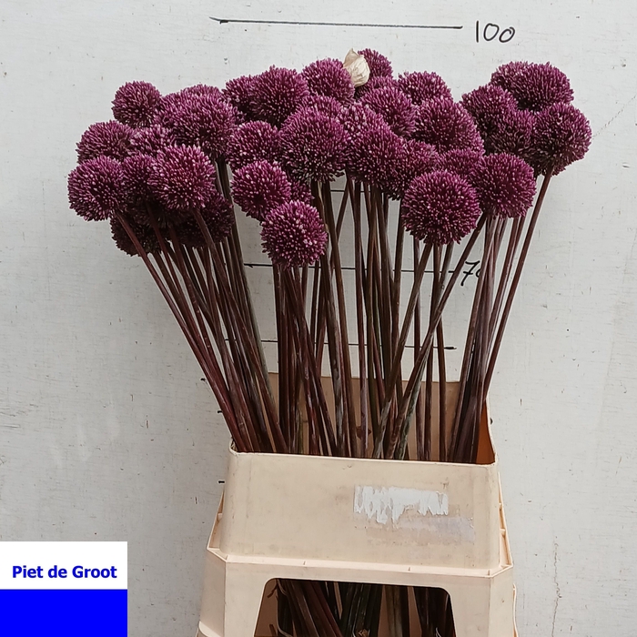 <h4>ALLIUM SUMMER DRUMME</h4>