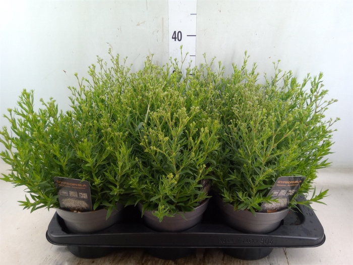 <h4>Gypsophila panic. 'Summer Sparkles'</h4>