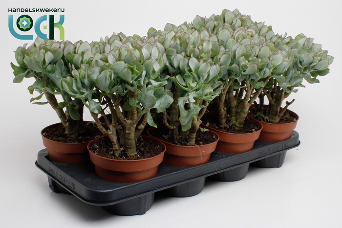 <h4>Crassula Cristaat (Arborescens Undilatifolia)</h4>